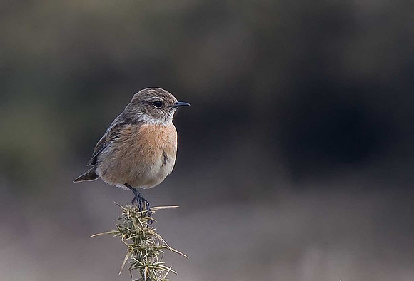 Stonechat