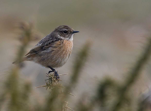 Stonechat