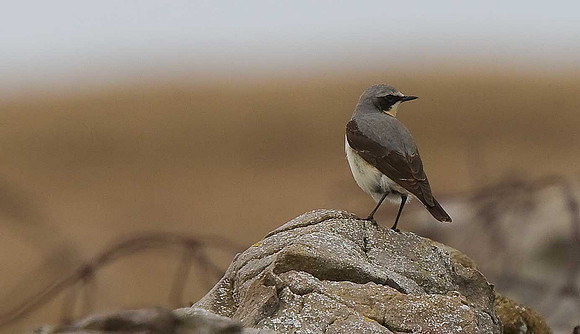 Wheatear
