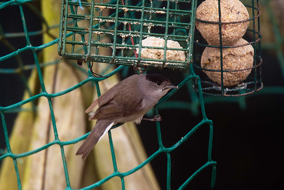 Blackcap