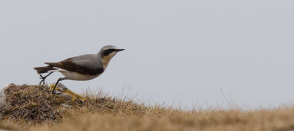 Wheatear
