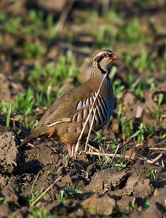 Red-legged Partridge
