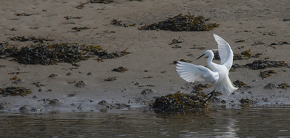 Little Egret