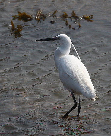 Little Egret