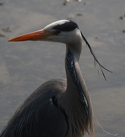 Grey Heron