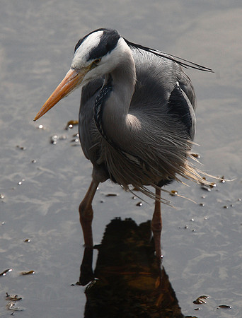 Grey Heron