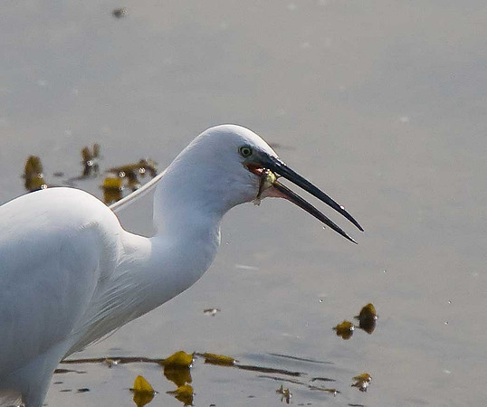 Little Egret