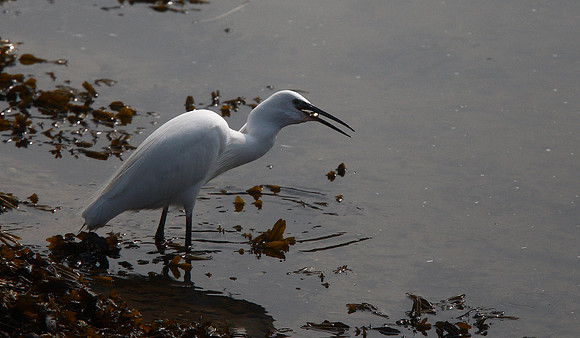 Little Egret