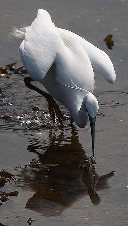 Little Egret