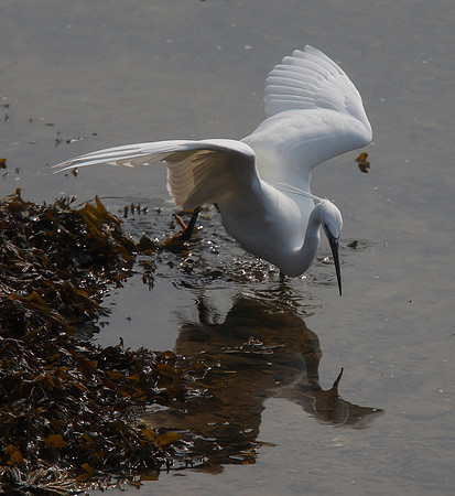 Little Egret
