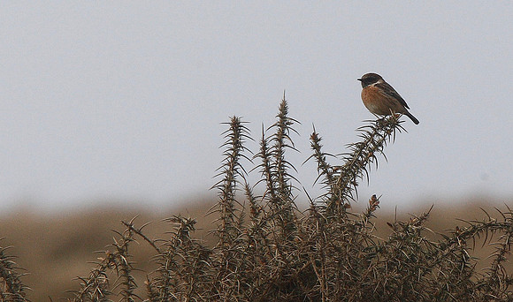 Stonechat