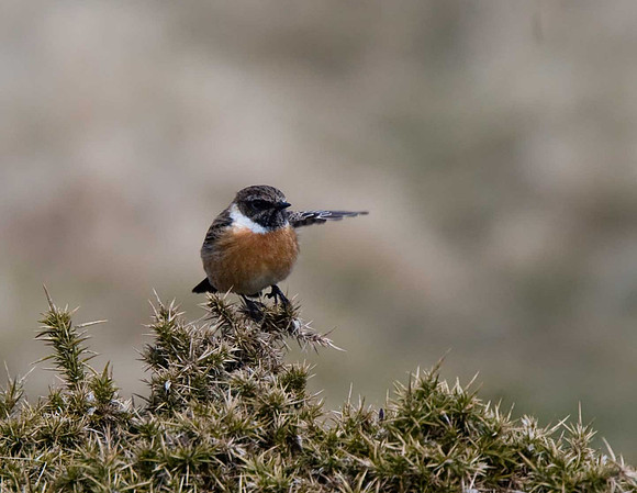 Stonechat