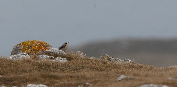 Wheatear