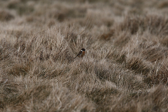 Stonechat