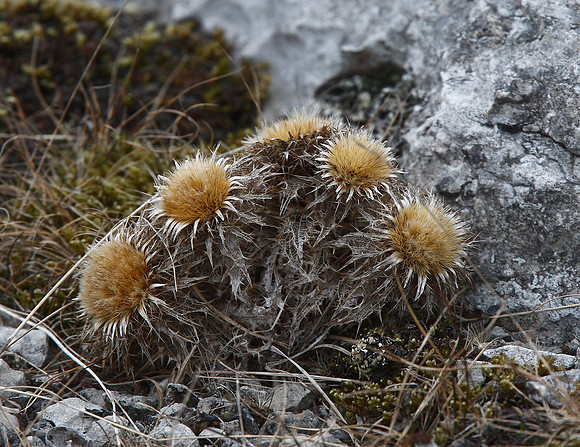 Carlina acaulis
