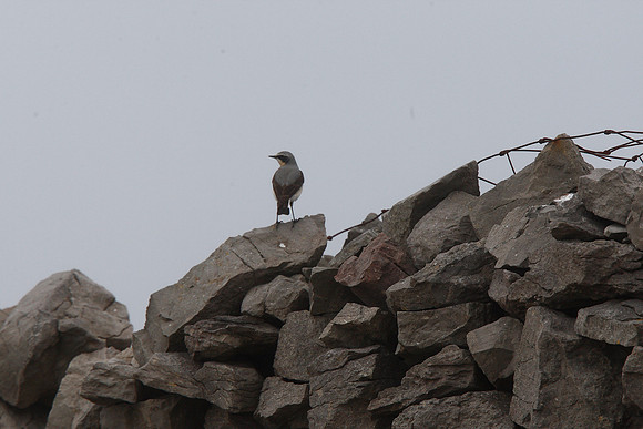 Wheatear