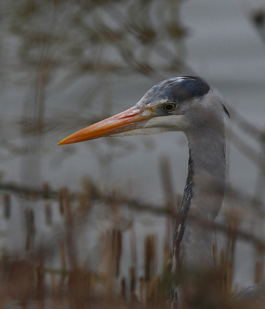 Grey Heron