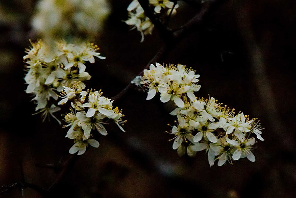 Prunus spinosus / sloe / blackthorn