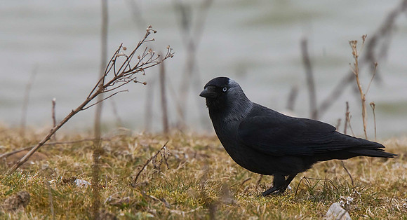 Jackdaw