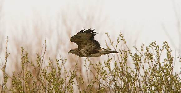 Buzzard