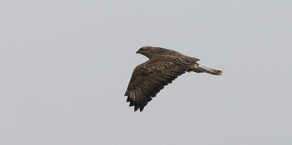 Buzzard