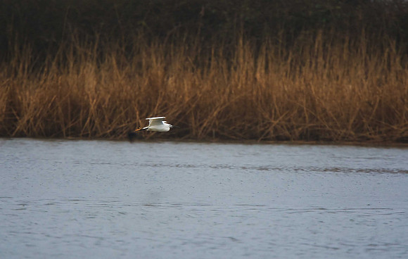 Little Egret