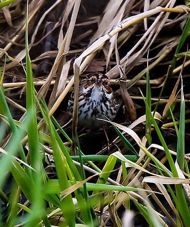 Little Bunting