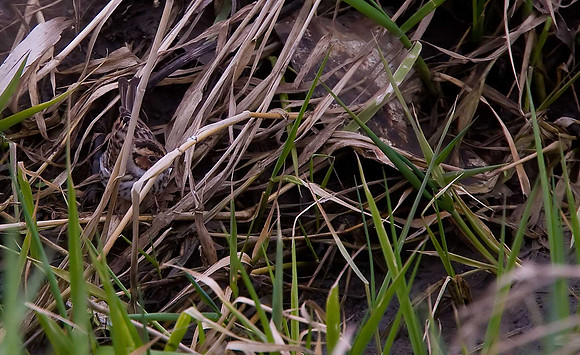 Little Bunting