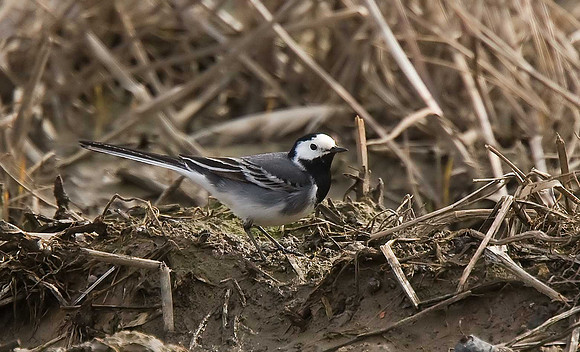 Pied Wagtail