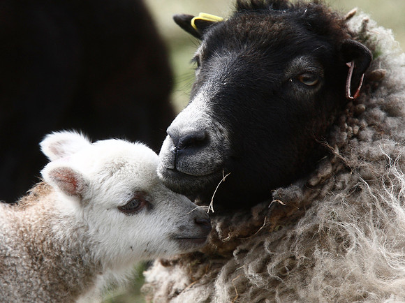 Shetland sheep
