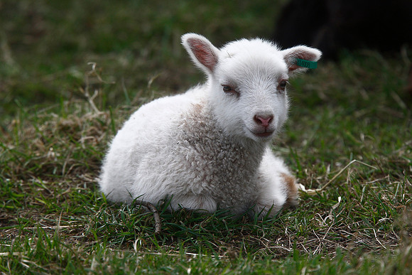 Shetland lamb