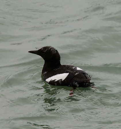 Black Guillemot