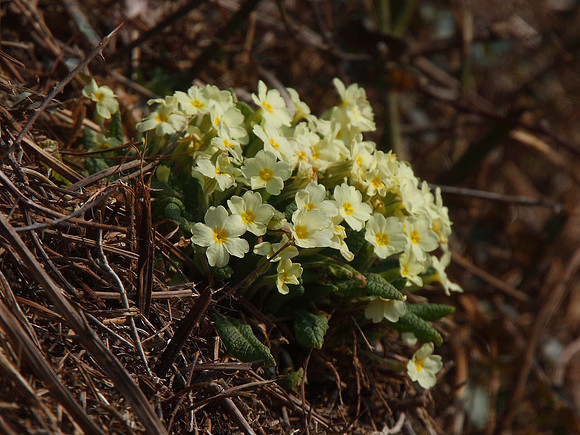 Primroses