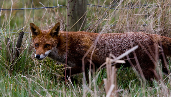 Fox