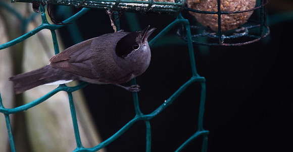 Blackcap