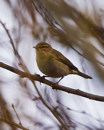 Willow Warbler