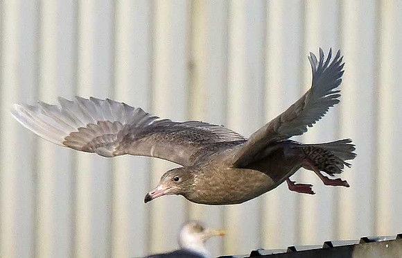 Glaucous Gull