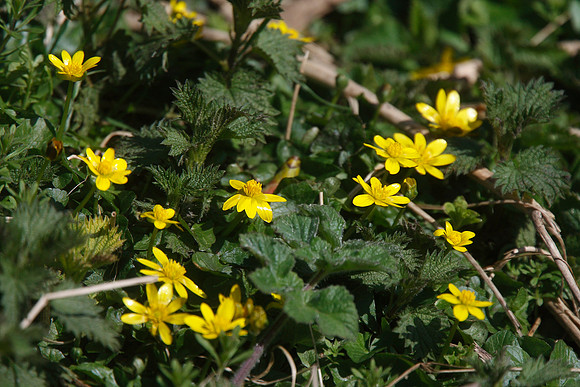 Celandines