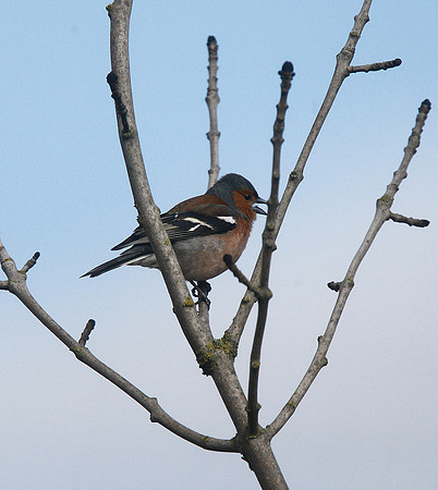 Chaffinch