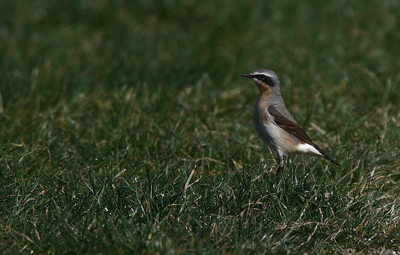 Wheatear