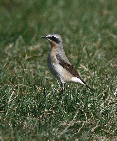 Wheatear