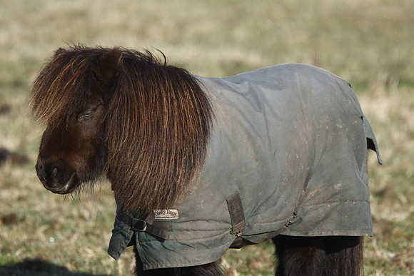 Shetland Pony