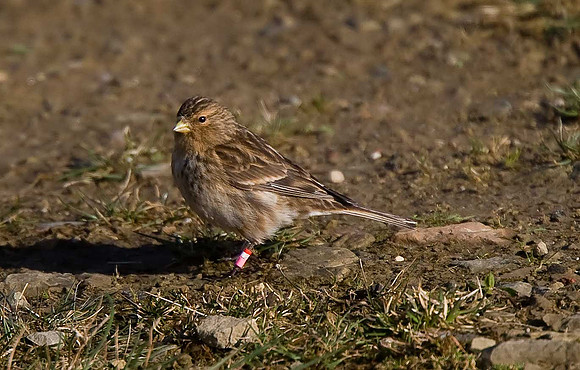 Twite
