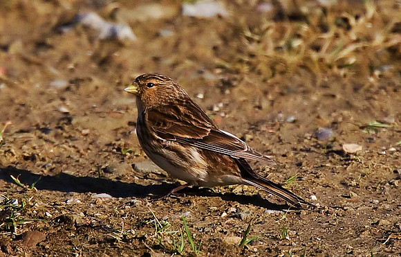 Twite