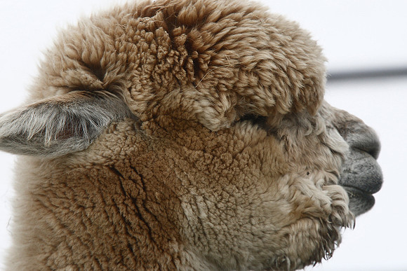 Alpaca