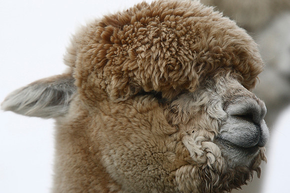 Alpaca