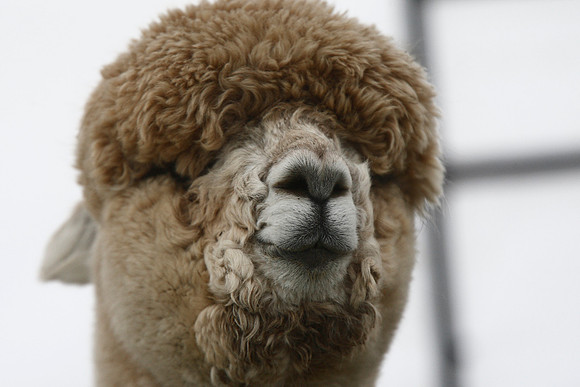 Alpaca