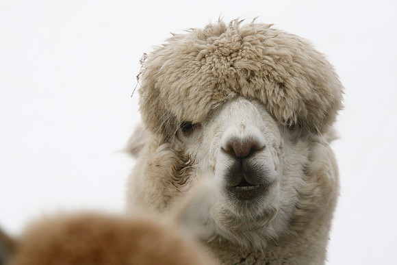 Alpaca