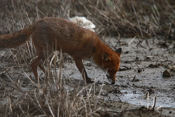 Fox