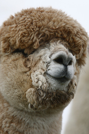 Alpaca